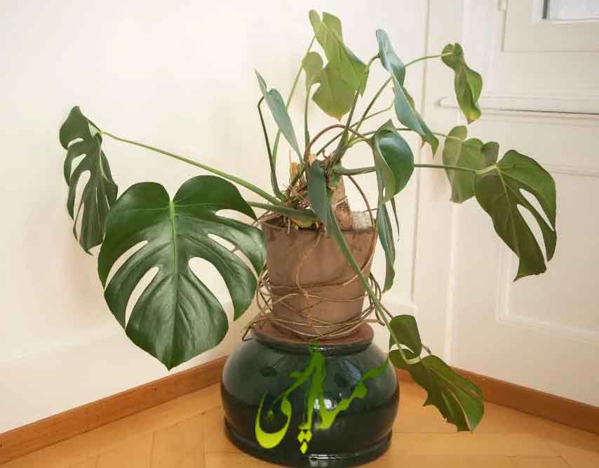 برگ های ریز و رشد نامتوازن
